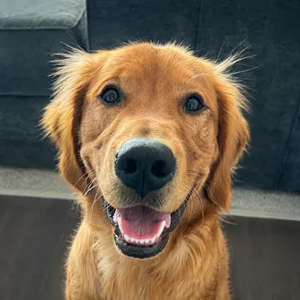 Tucker, a golden retriever, looking at the camera
